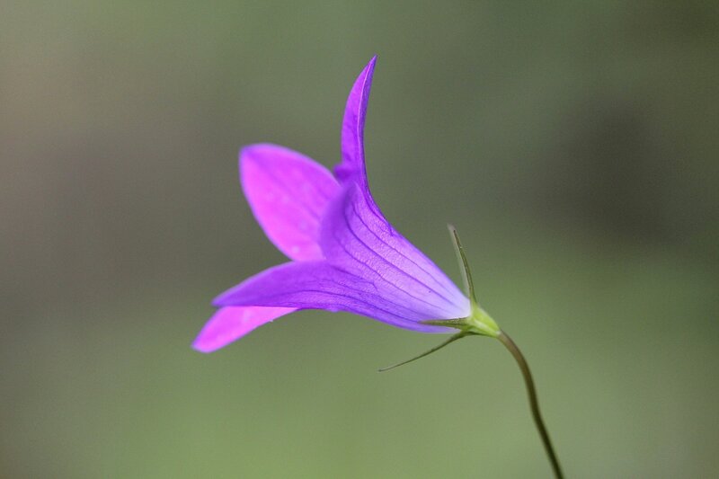 Цветок колокольчика раскидистого (Campanula patula)
