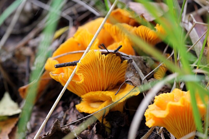 Рыжие грибы-лисички (лисичка обыкновенная, она же лисичка настоящая, Cantharellus cibarius)