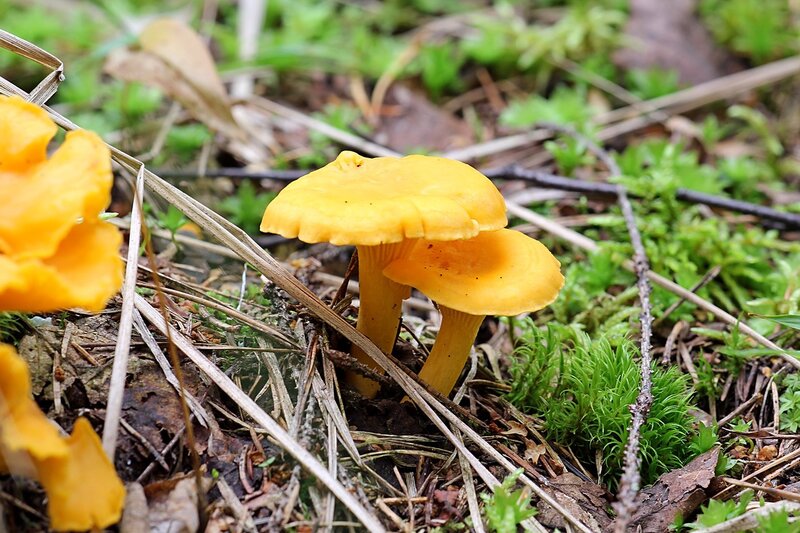 Рыжие грибы-лисички (лисичка обыкновенная, она же лисичка настоящая, Cantharellus cibarius)