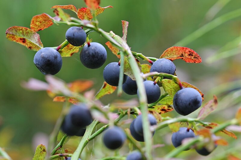 Обильные фиолетовые ягоды на кусте черники (Vaccinium myrtillus)