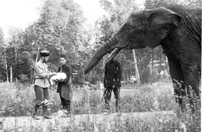 Николай второй кормит слона