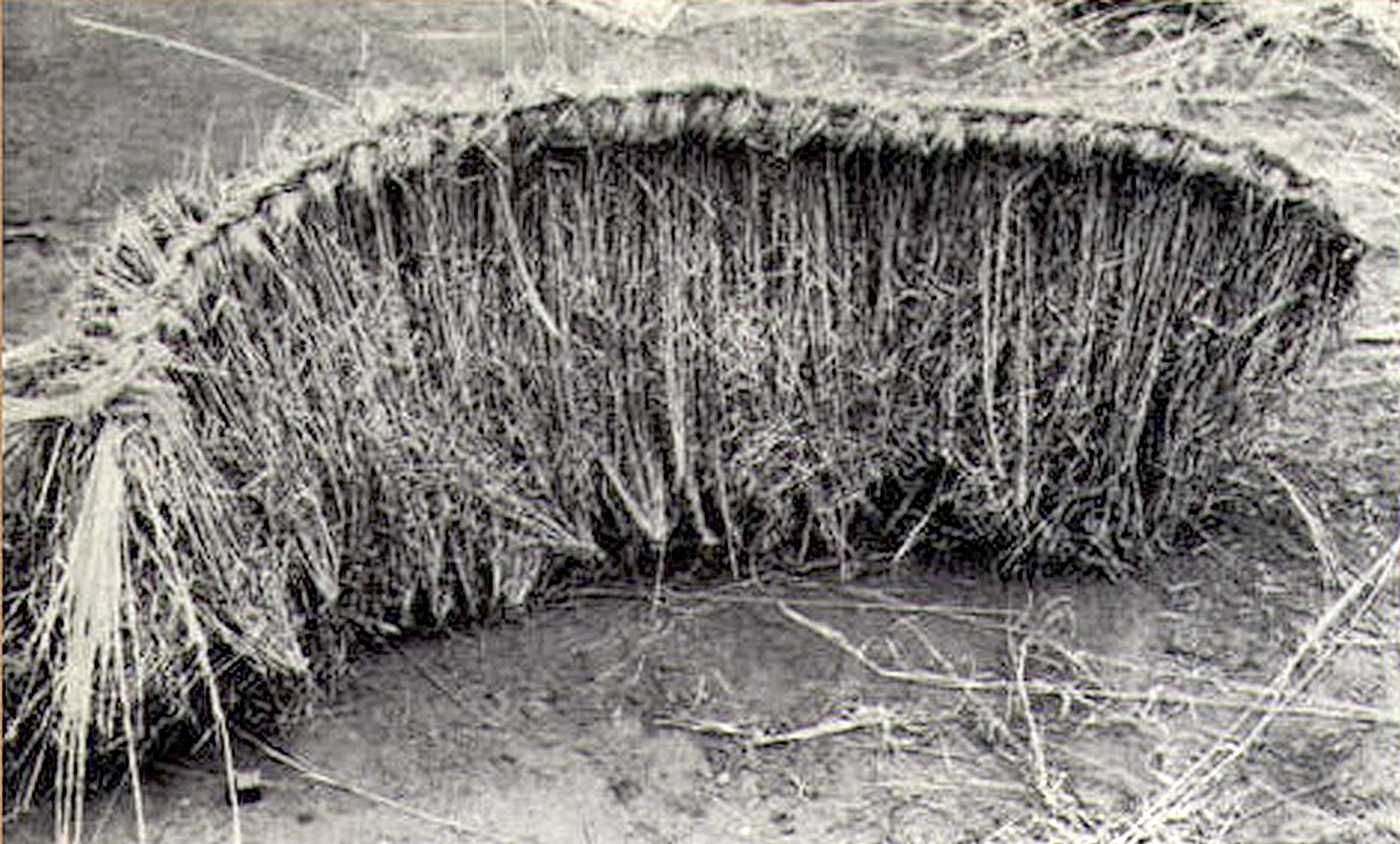  Ветровой заслон из травы, 1966 год, западная Австралия (samuseum.sa.gov.au).