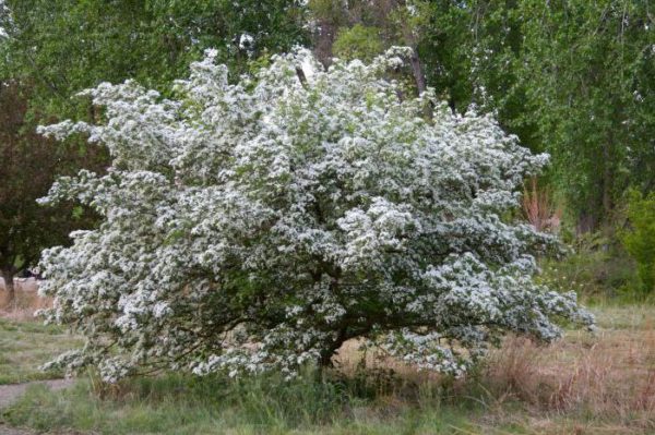 Взрослый куст боярышника в период цветения