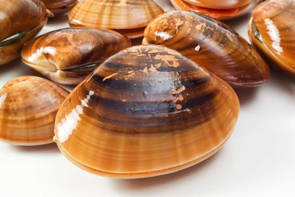Крупным планом вид Венеры моллюсков — стоковое фото