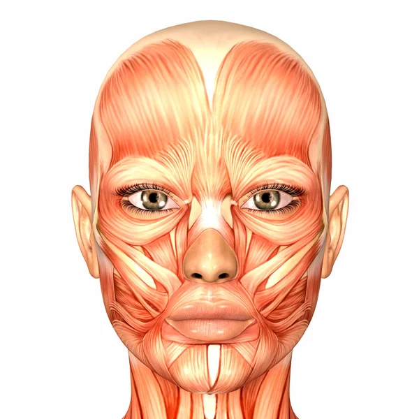 Анатомия женского человеческим лицом — стоковое фото